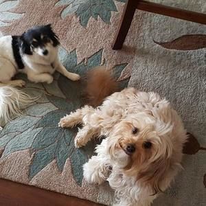 Meet your Posher, Pam